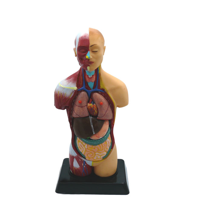 مولاژ ۱/4 نیم تنه انسان